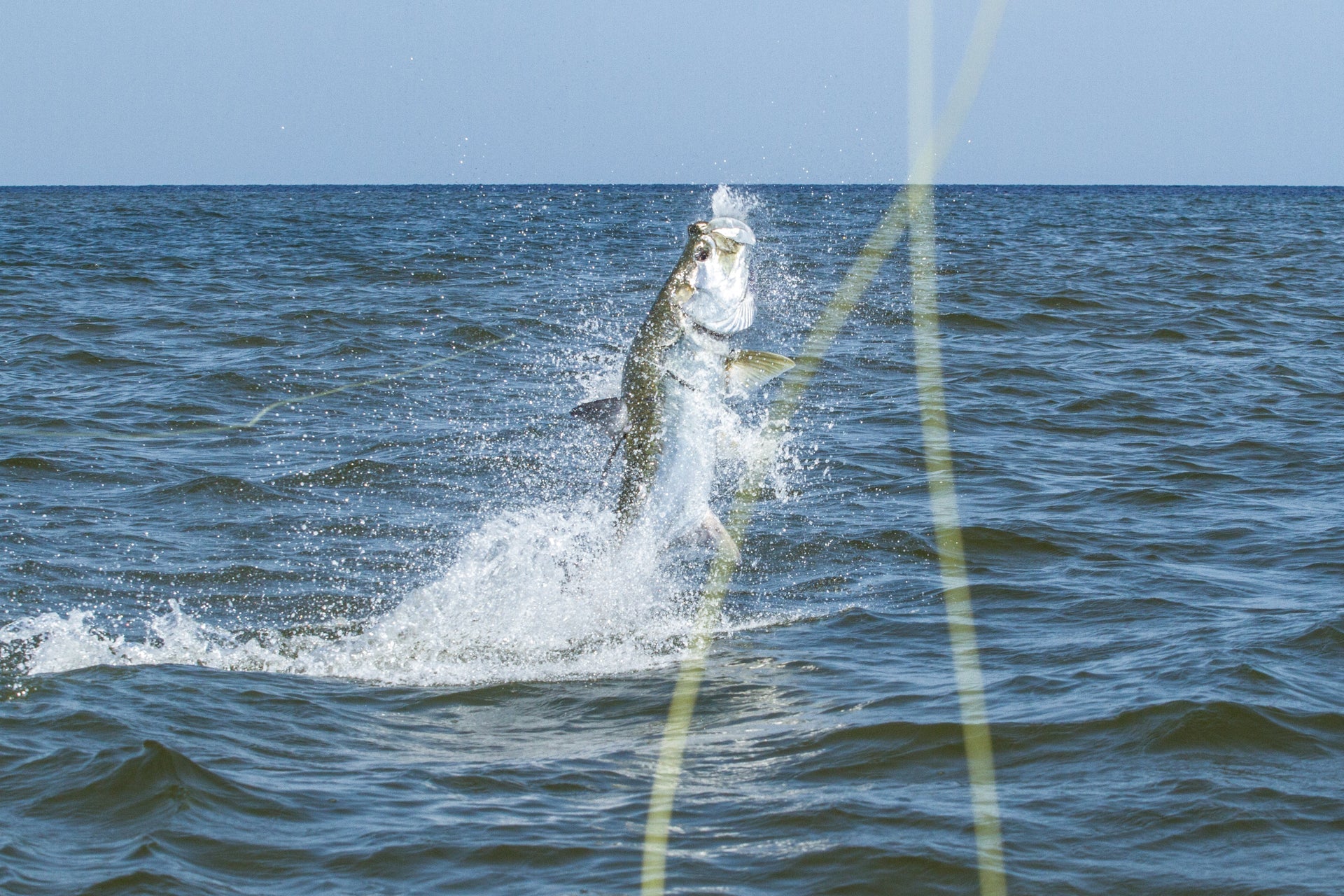 Fly Braid | Shilton Reels
